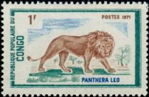 Lion (Panthera leo)