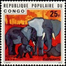 African Elephant (Loxodonta africana)