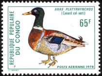 Mallard (Anas platyrhynchos)