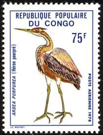 Purple Heron (Ardea purpurea)