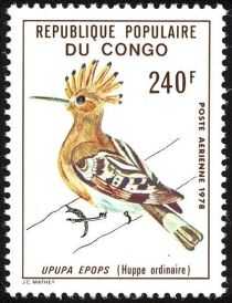 Eurasian Hoopoe (Upupa epops)