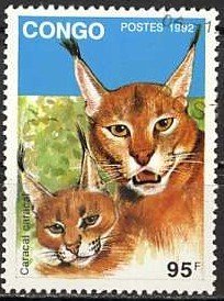 Caracal (Caracal caracal)