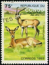 Grant's Gazelle (Gazella granti)