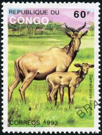 Common Tsessebe (Damaliscus lunatus)