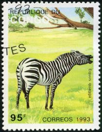 Plains Zebra (Equus quagga)