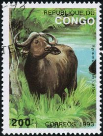 African Forest Buffalo (Syncerus caffer nanus)