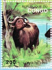 African Forest Buffalo (Syncerus caffer nanus)