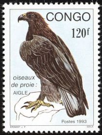 Verreaux's Eagle (Aquila verreauxii)