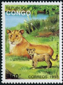 Lions (Panthera leo)