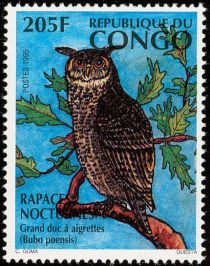 Fraser's Eagle-Owl (Bubo poensis)