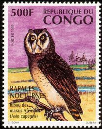 Marsh Owl (Asio capensis)