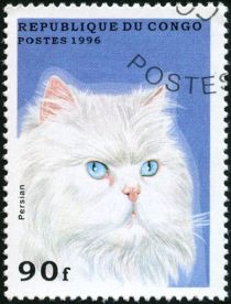 Persian White (Felis silvetris catus)