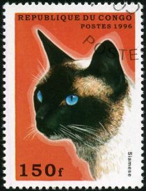 Siamese Cat (Felis silvestris catus)