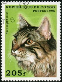 Norwegian Forest Cat (Felis silvestris catus)