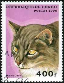 Maine-Coon (Felis silvestris catus)