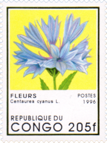 Centaurea cyanus