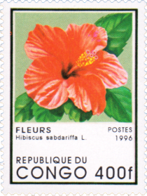 Hibiscus sabdariffa