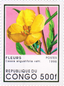 Cassia angustifolia