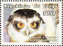 Spectacled Owl (Pulsatrix perspicillata)