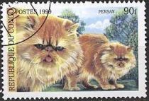 Persian (Felis silvestris catus)