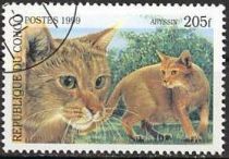 Abyssinian (Felis silvestris catus)