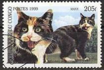 Manx Cat (Felis silvestris catus)