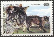 Maine-Coon (Felis silvestris catus)