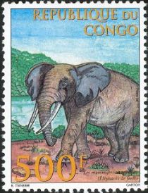 African Forest Elephant (Loxodonta africana cyclotis)