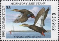 American black duck (Anas rubripes)