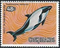 Commerson’s Dolphin (Cephalorhynchus commersonii)