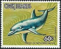 Common Bottlenose Dolphin (Tursiops truncatus)