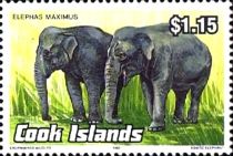 Asian Elephant (Elephas maximus)