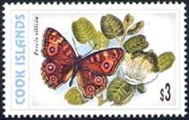 Meadow Argus (Precis villida)