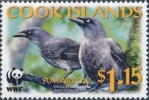 Rarotonga Starling (Aplonis cinerascens)