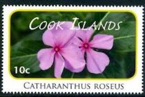 Catharanthus roseus