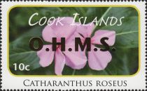 Catharanthus roseus - Gold Overprint