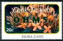 Ixora casei - Green Overprint