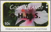 Hibiscus rosa-sinensis cultivar - Gold Overprint