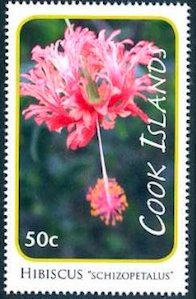 Hibiscus schizopetalus