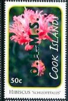 Hibiscus schizopetalus - Green Overprint