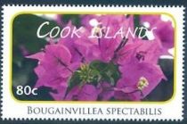 Bougainvillea spectabilis