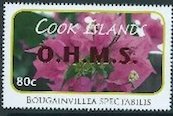 Bougainvillea speciabilis - Red Overprint