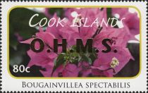 Bougainvillea spectabilis - Gold Overprint