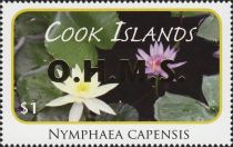 Nymphaea capensis - Gold Overprint