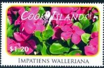 Impatiens walleriana