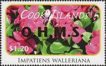 Impatiens walleriana - Gold Overprint