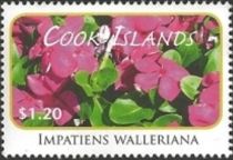 Impatiens walleriana