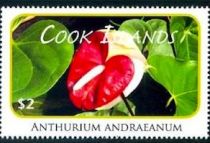 Anthurium andraeanum