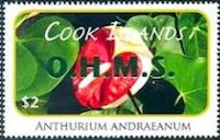 Anthurium andraeanum - Green Overprint