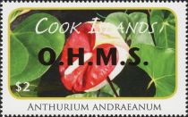 Anthurium andraeanum - Gold Overprint